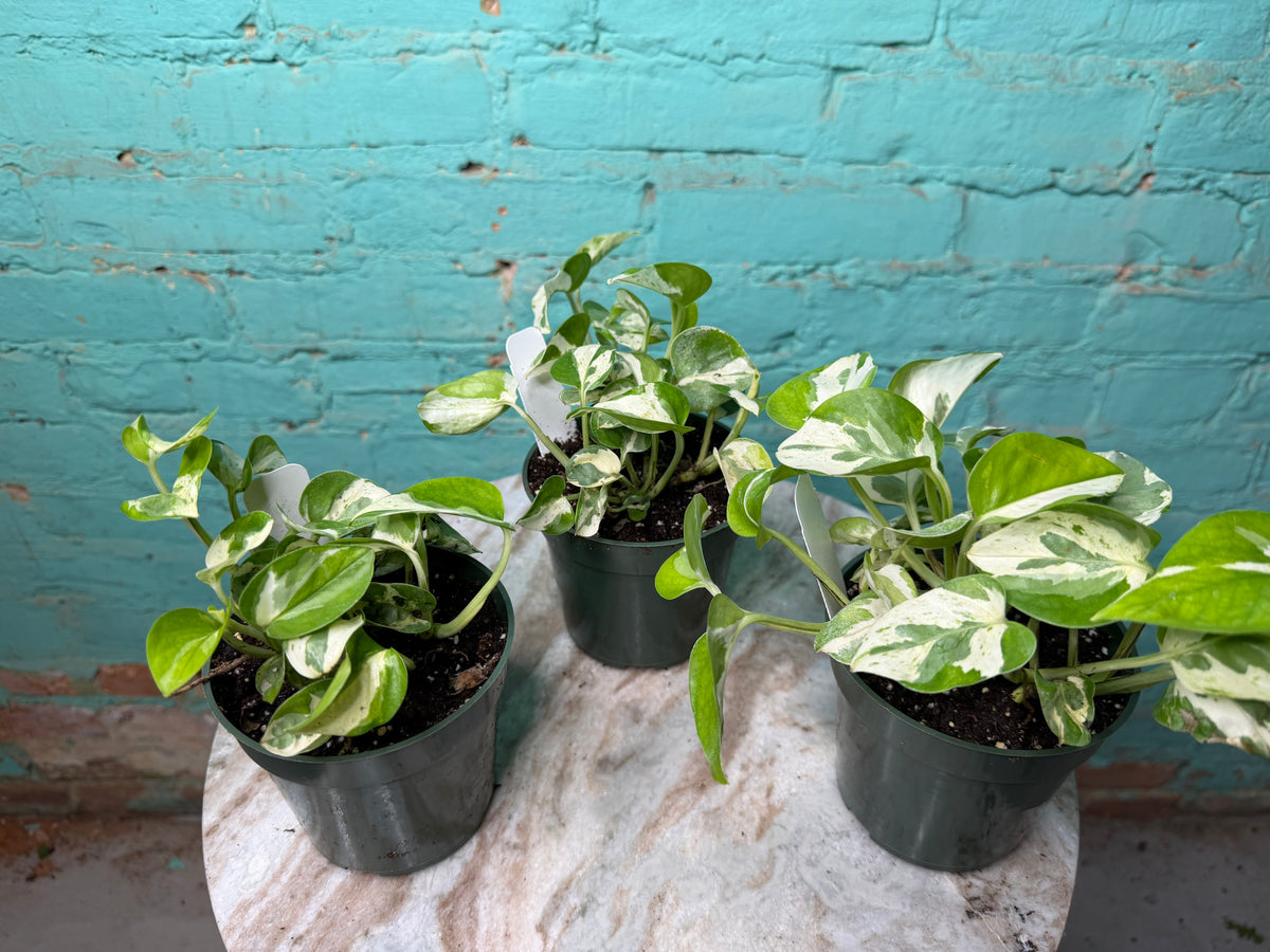 Pothos Pearls & Jade 4”