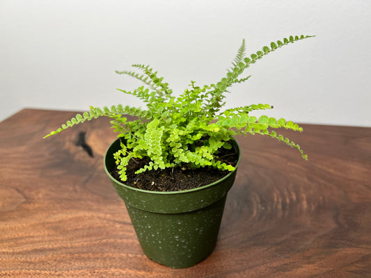 Lemon Button Fern 4”