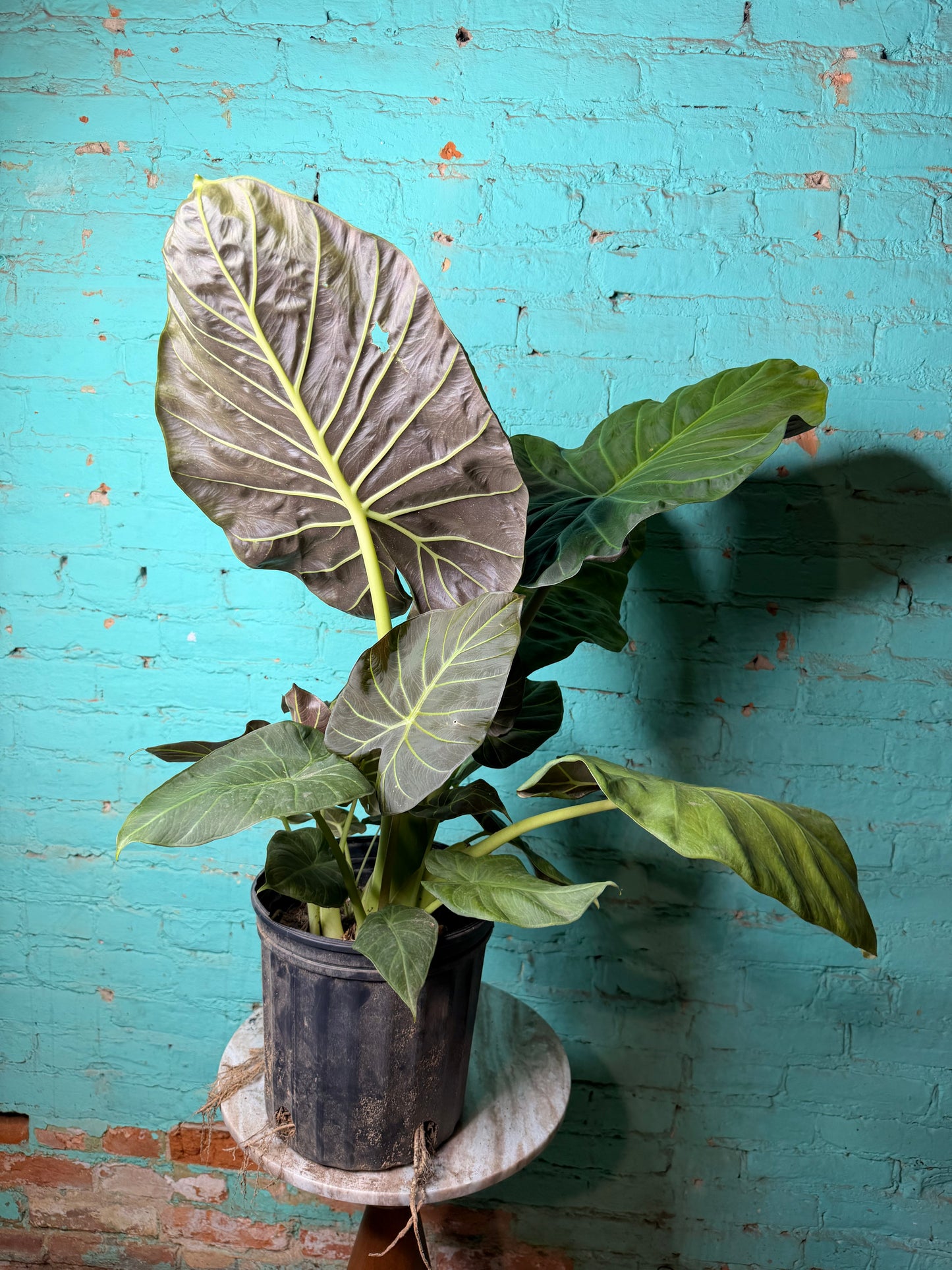 Alocasia Regal Shield 10”