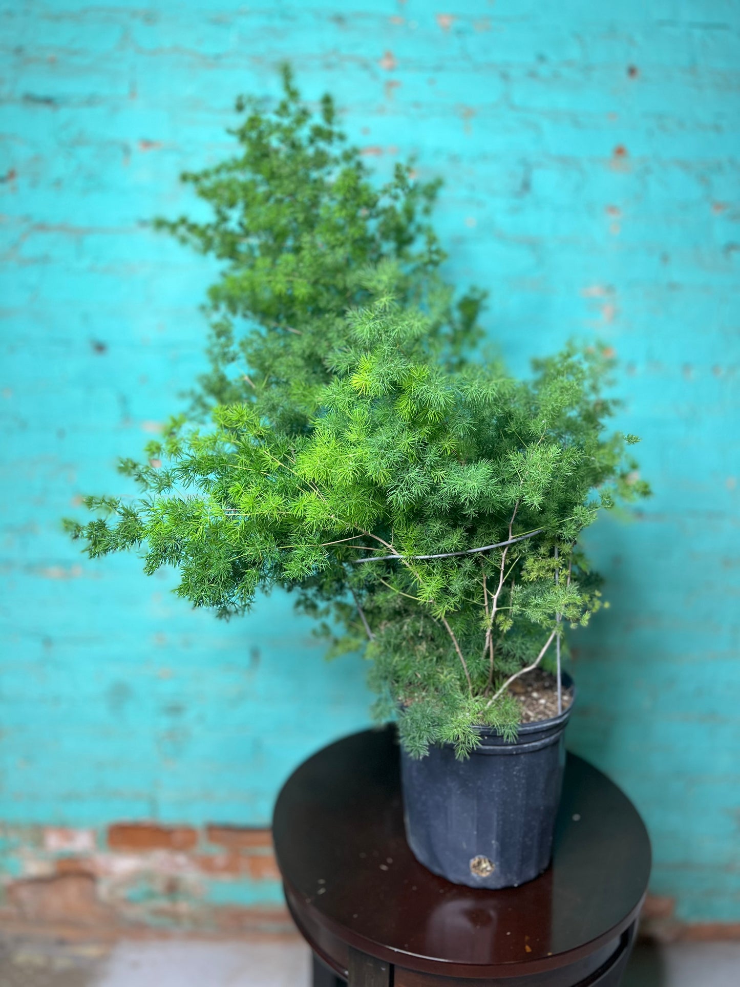 Zulu Asparagus Fern 10”