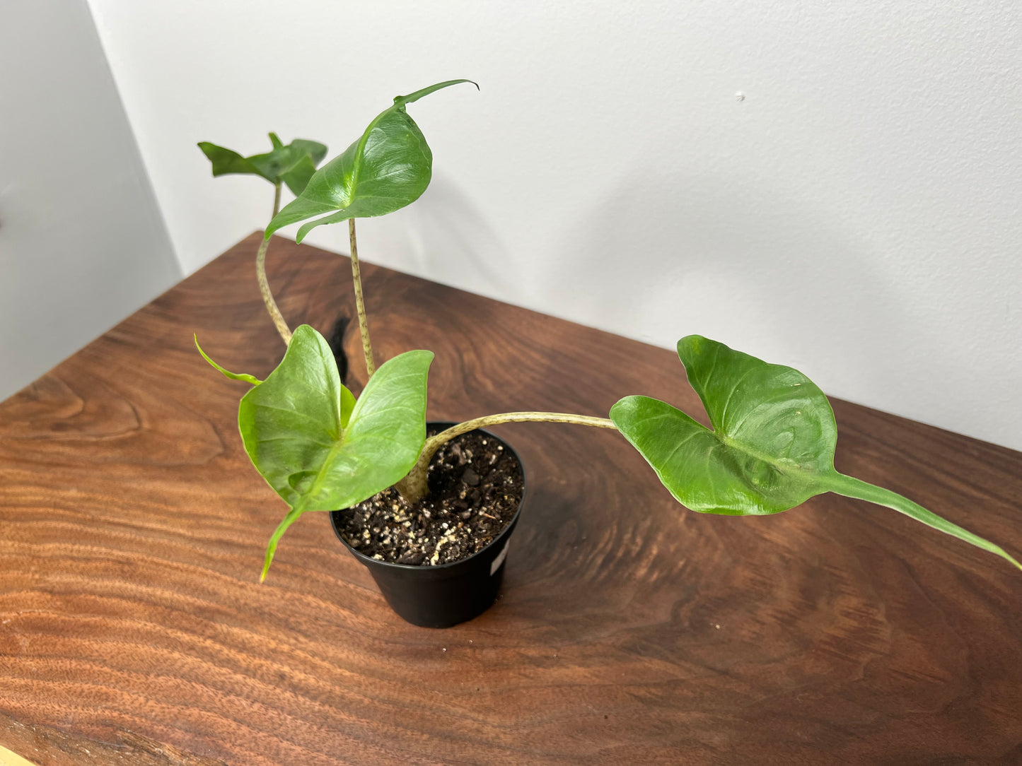 Alocasia Stingray