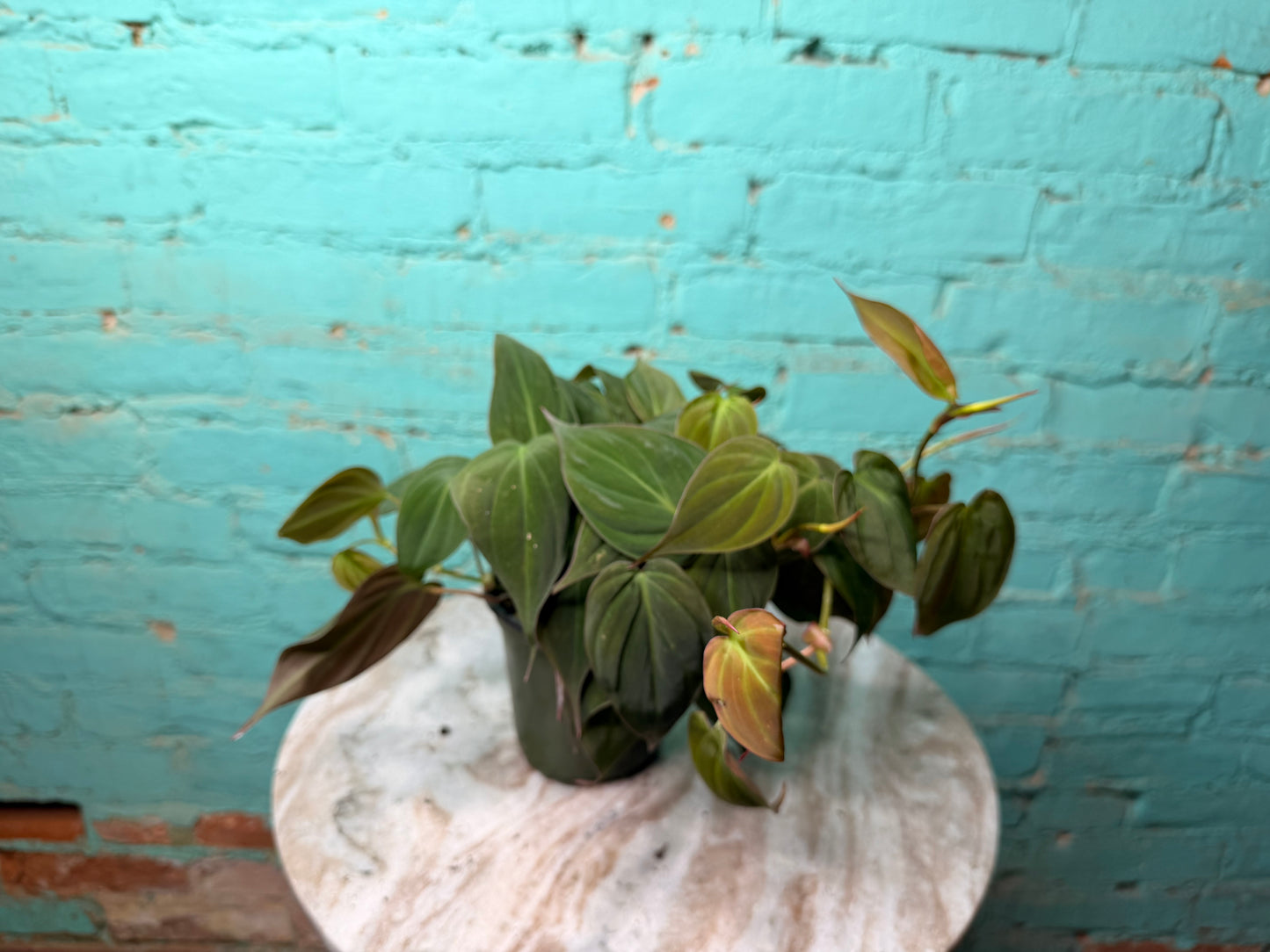 Philodendron Mican 4”
