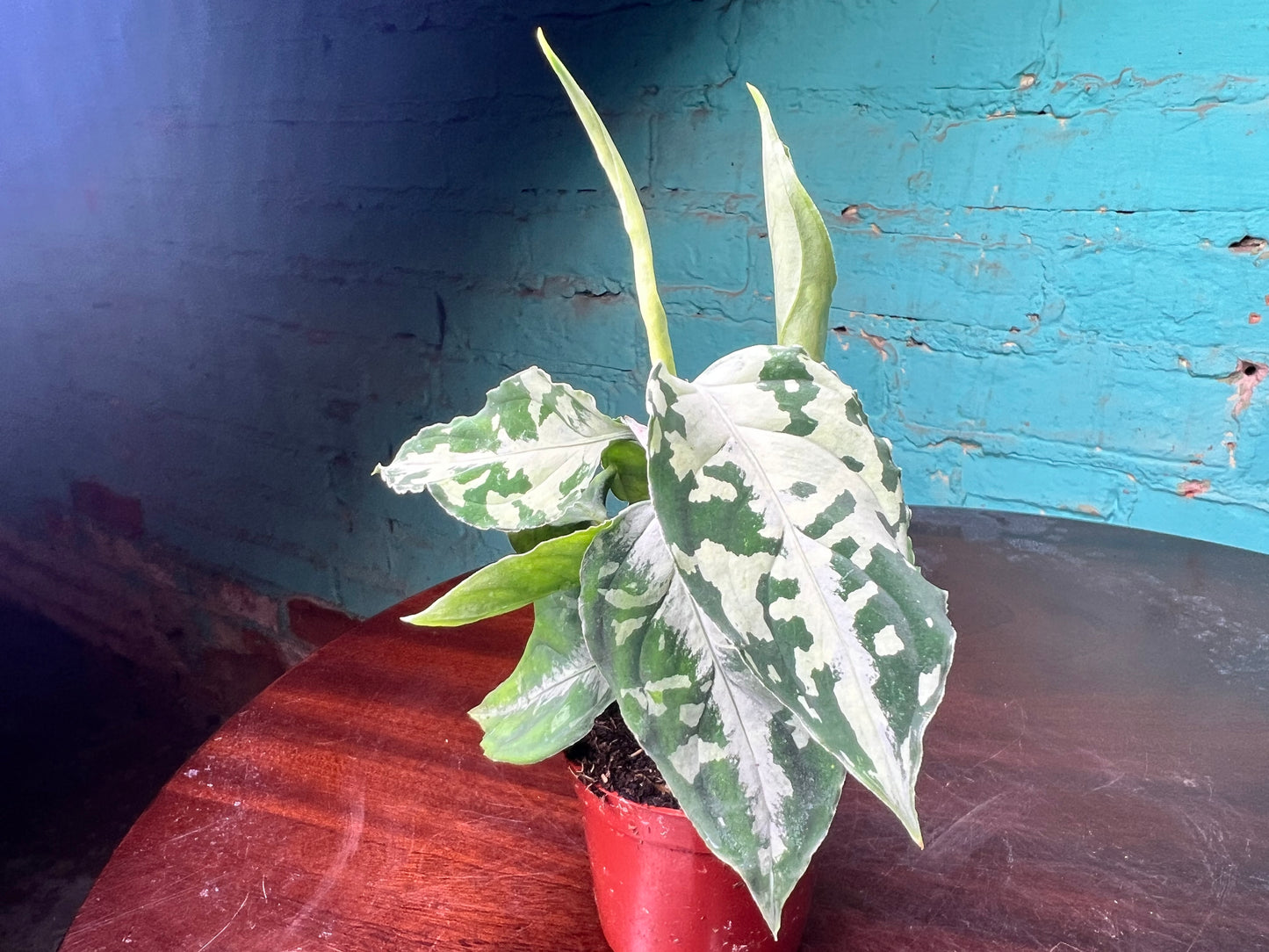 Aglaonema Pictum Whites 3”