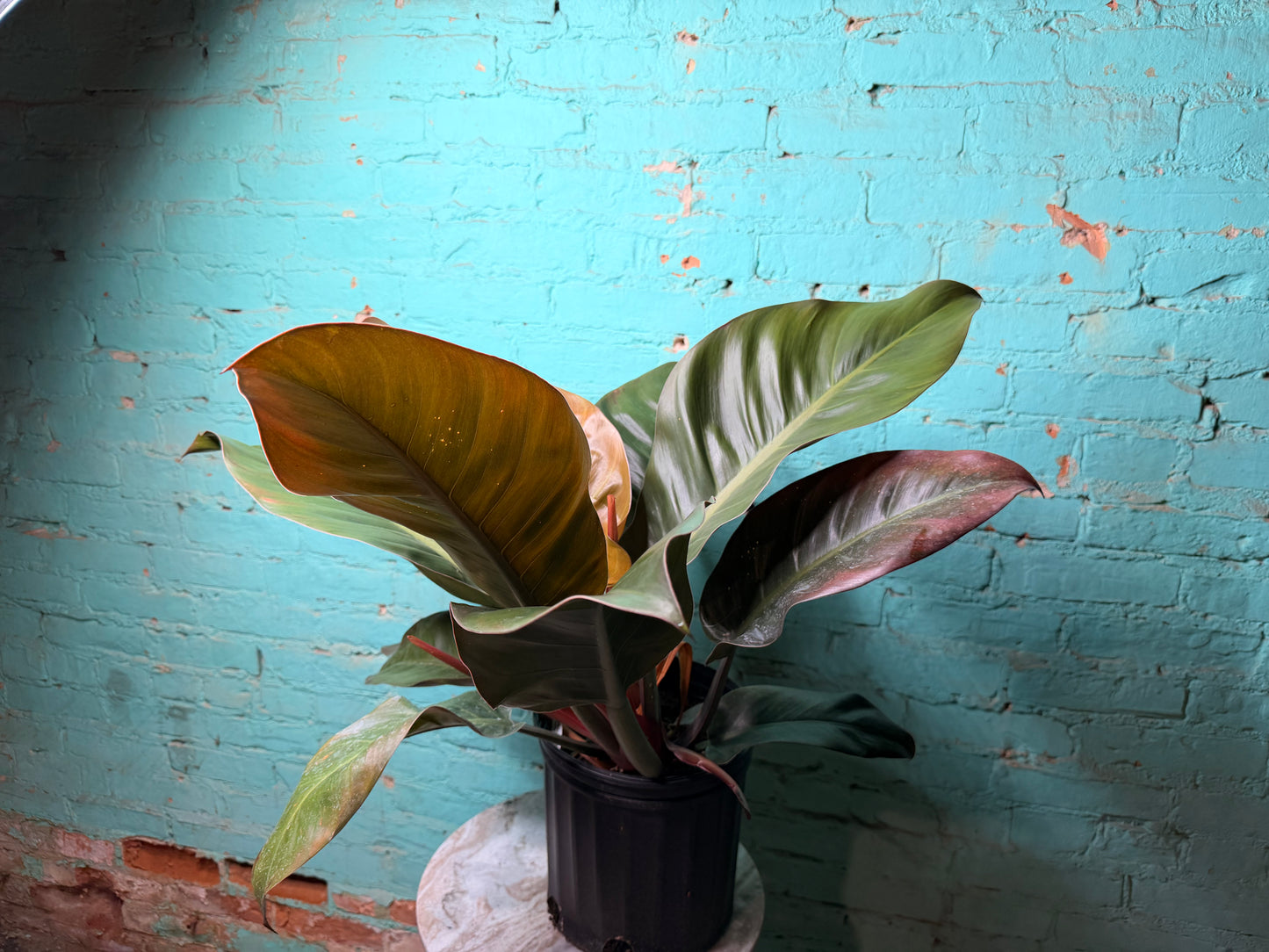 Philodendron Imperial Red 10”