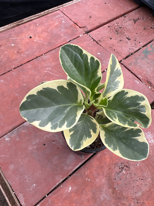 Peperomia Obtusifolia Marble