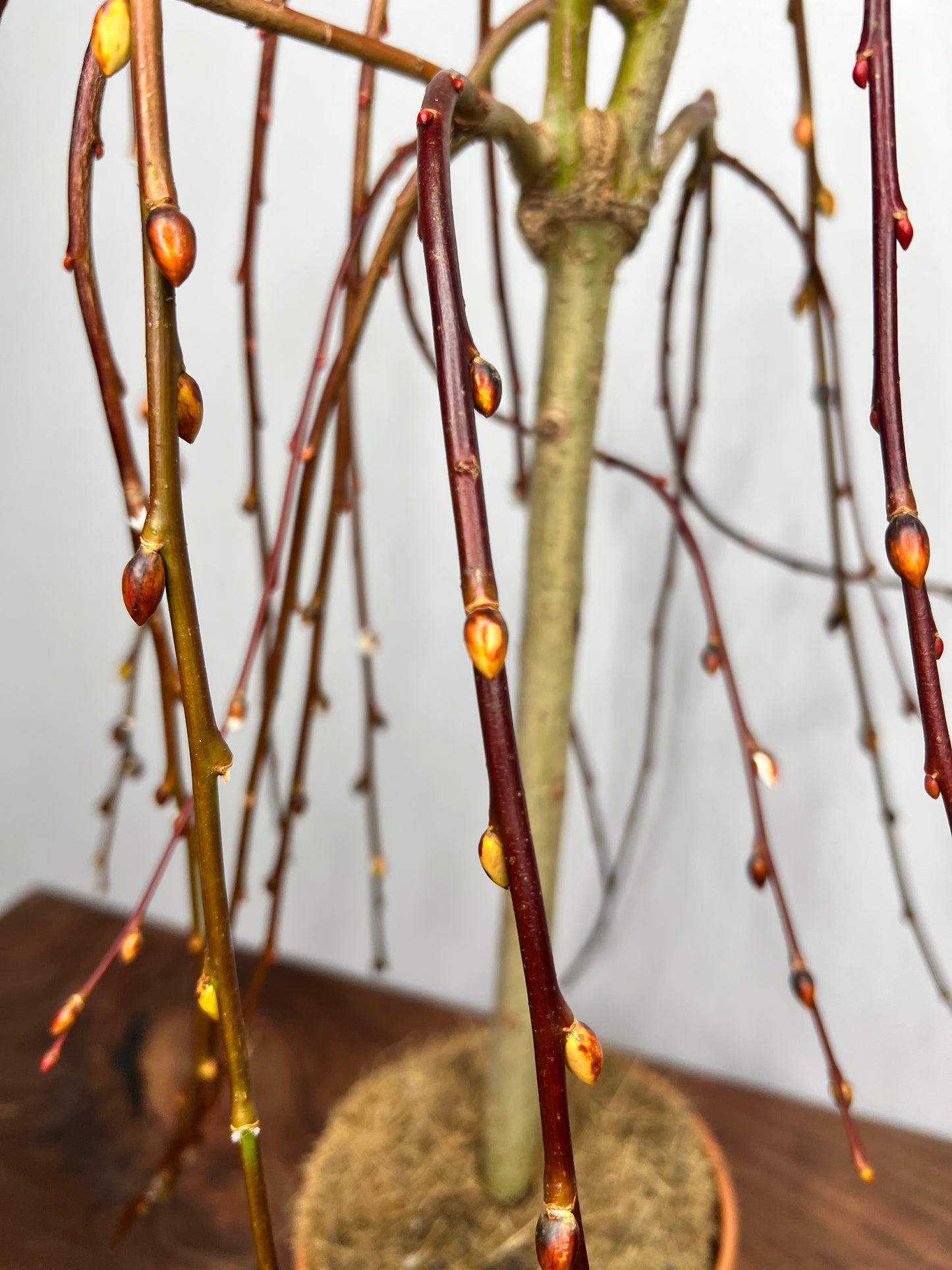 Weeping Pussy Willow