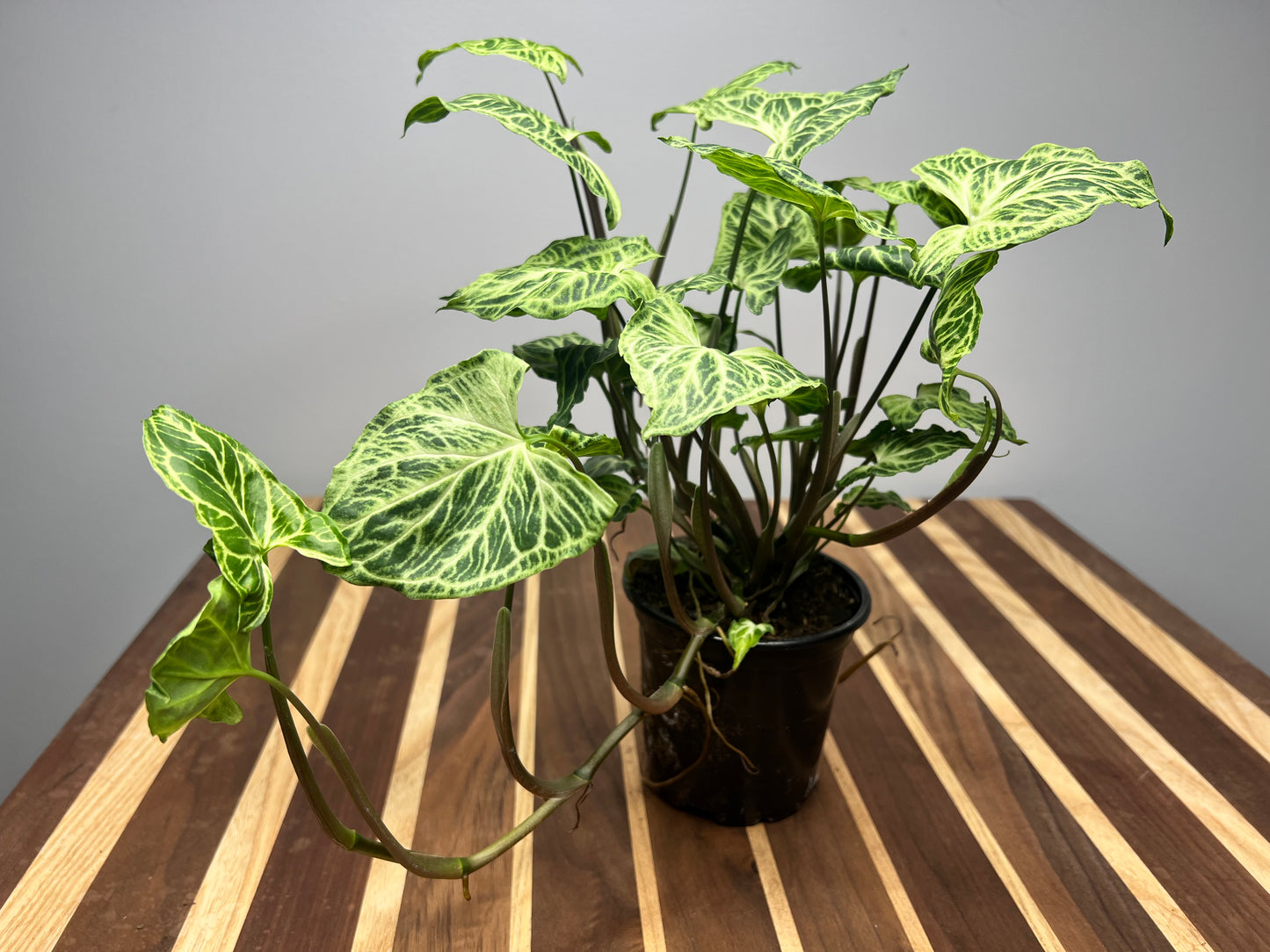 Syngonium batik variegated