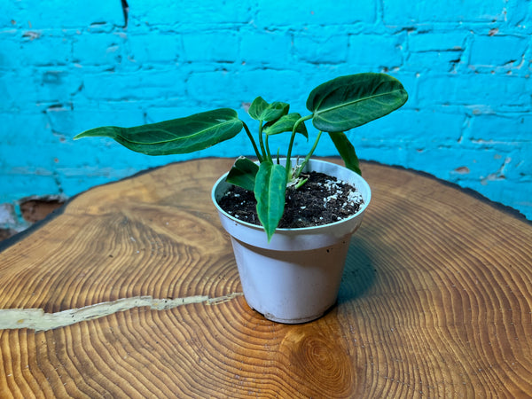 Anthurium Warocqueanun 4”