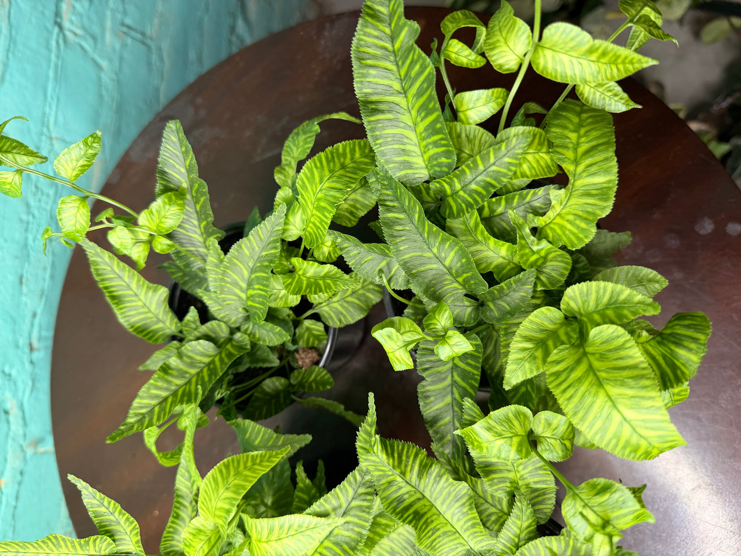Golden Zebra Bamboo Fern
