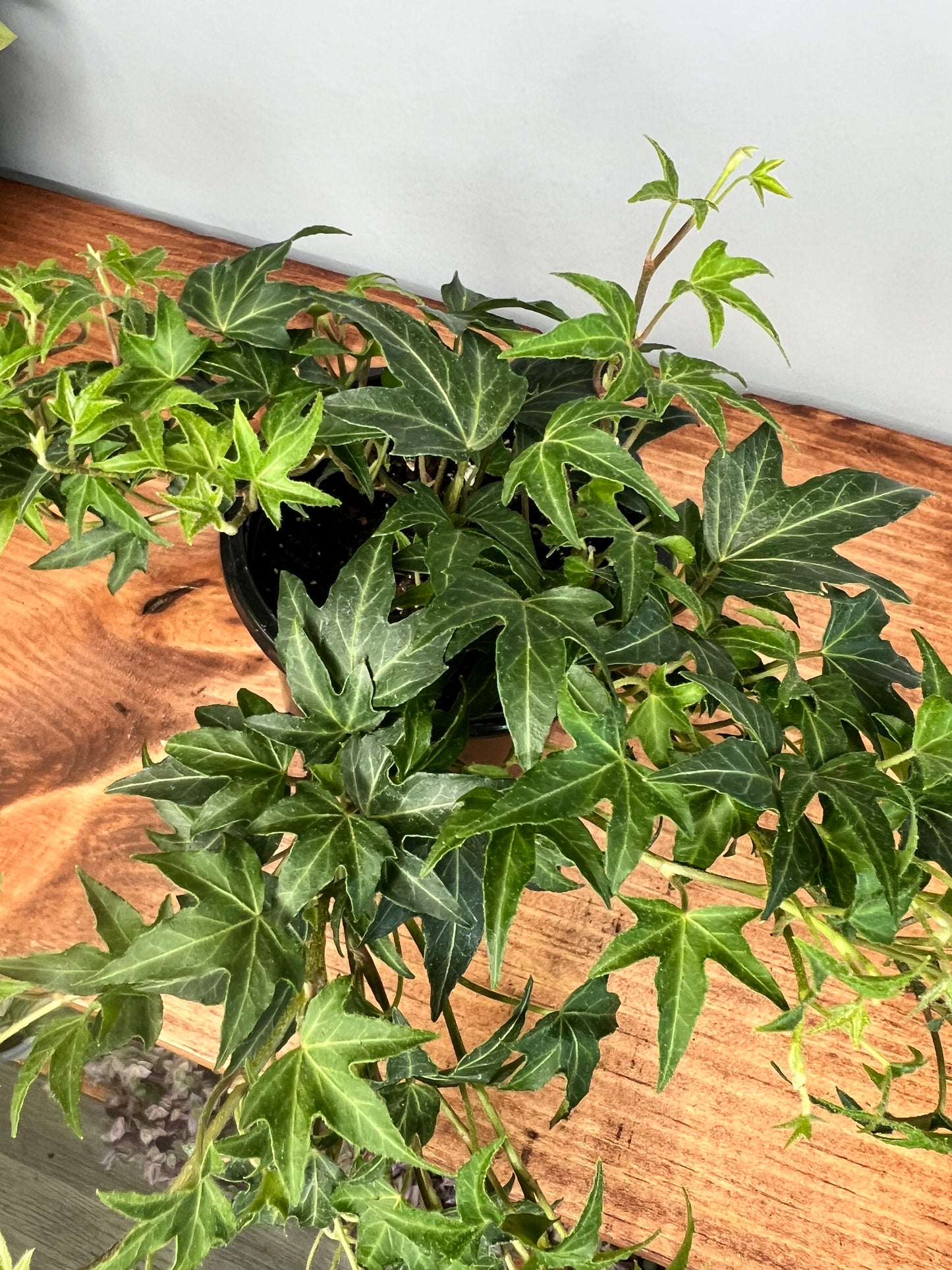 Swedish Ivy 4”