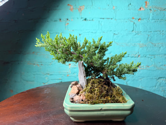 Bonsai Juniper 6”