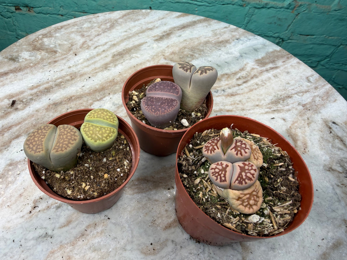 Living stones 3”