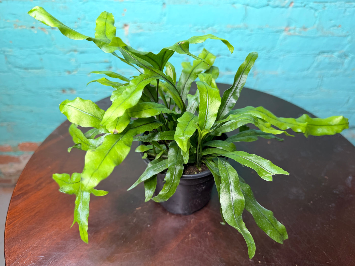 Crocodile Fern 4”