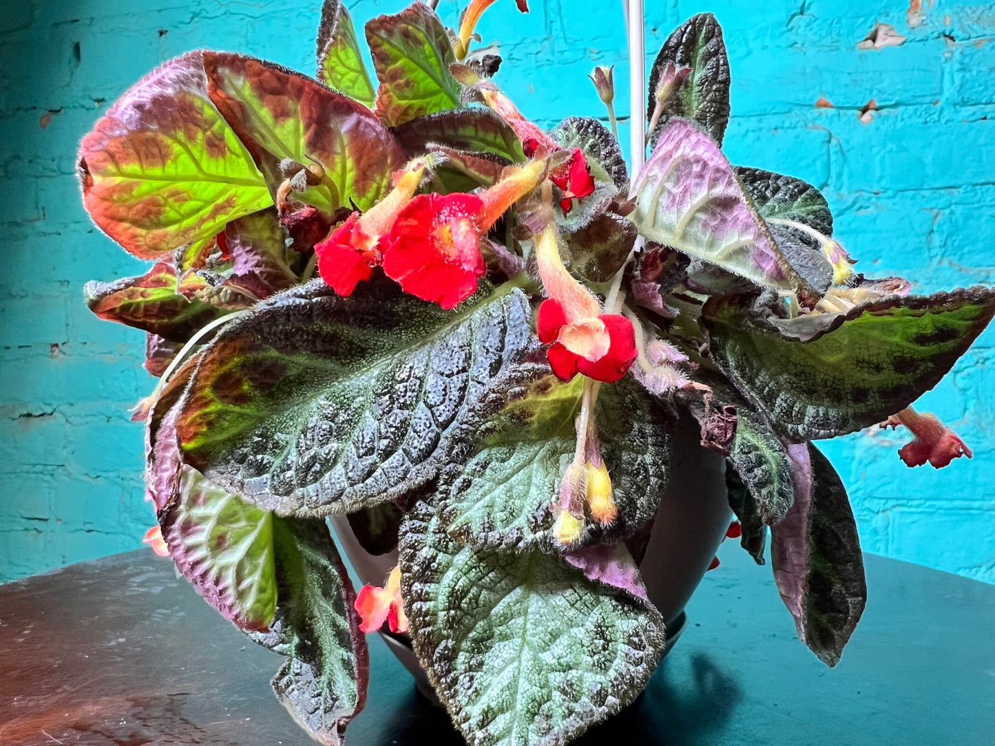 Episcia Cupreata-Flame Violet 6”