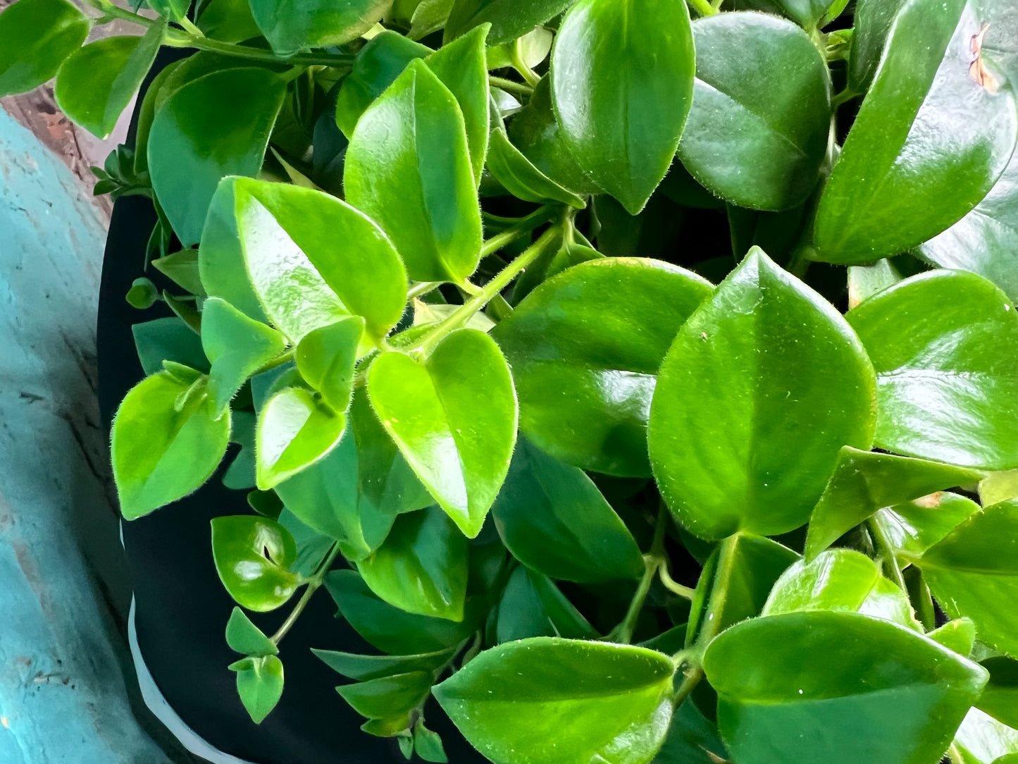 Lipstick Plant- Red 8” basket