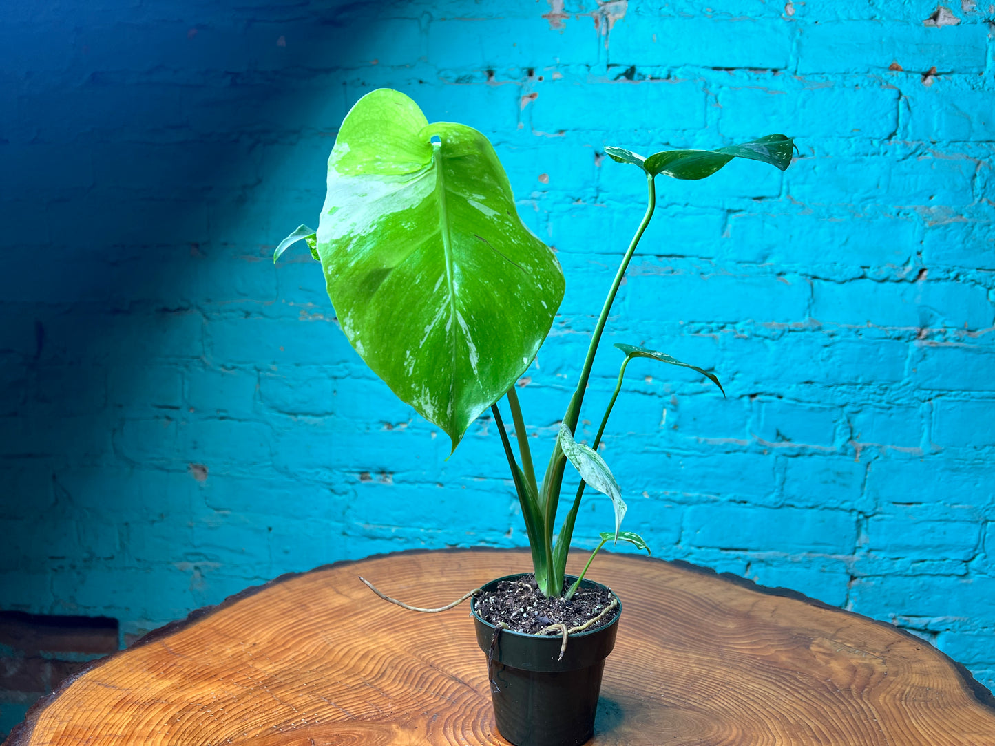 Monstera Deliciosa Mint 3”