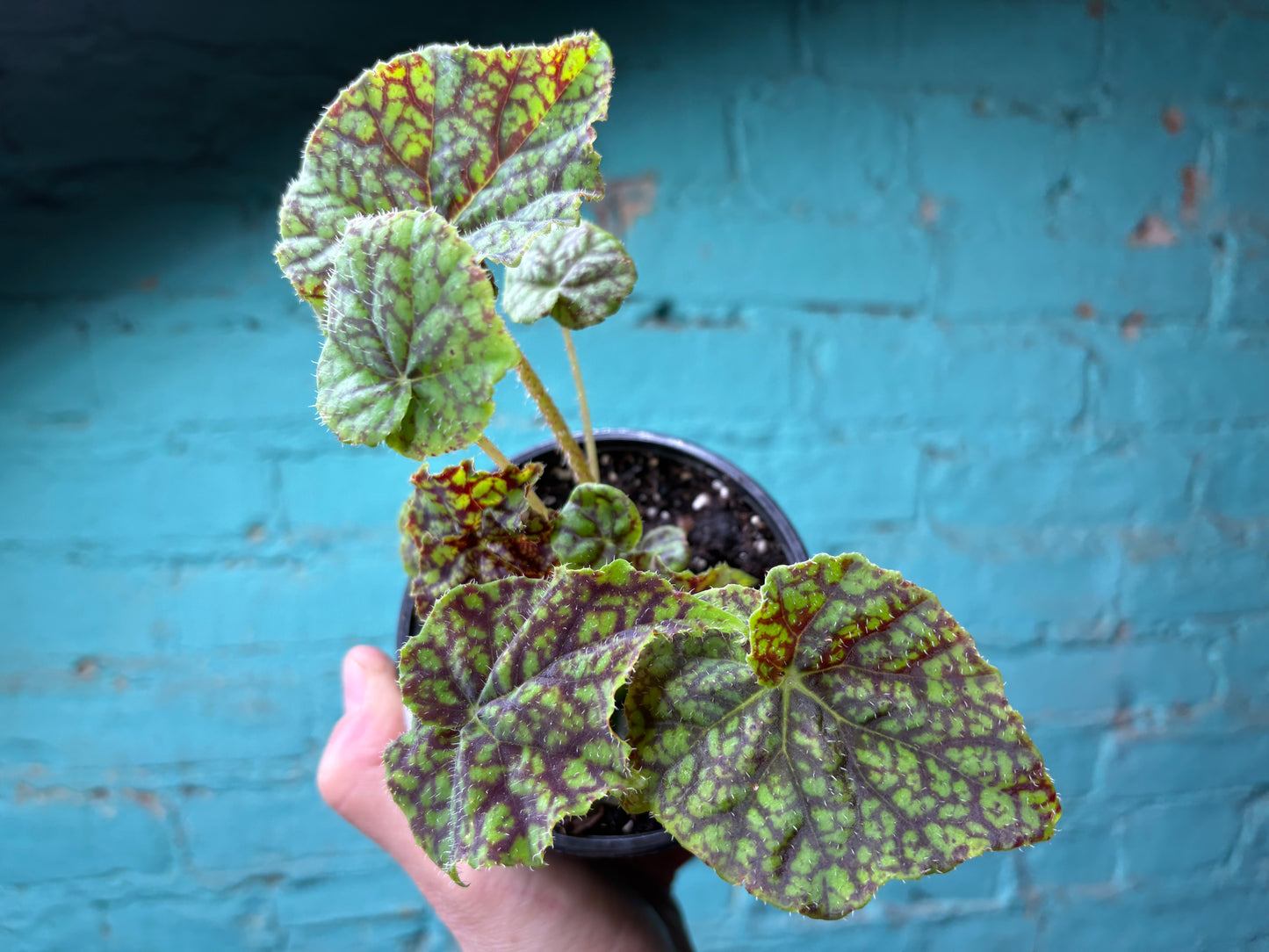 Begonia Rex “Vintage Love” 4”