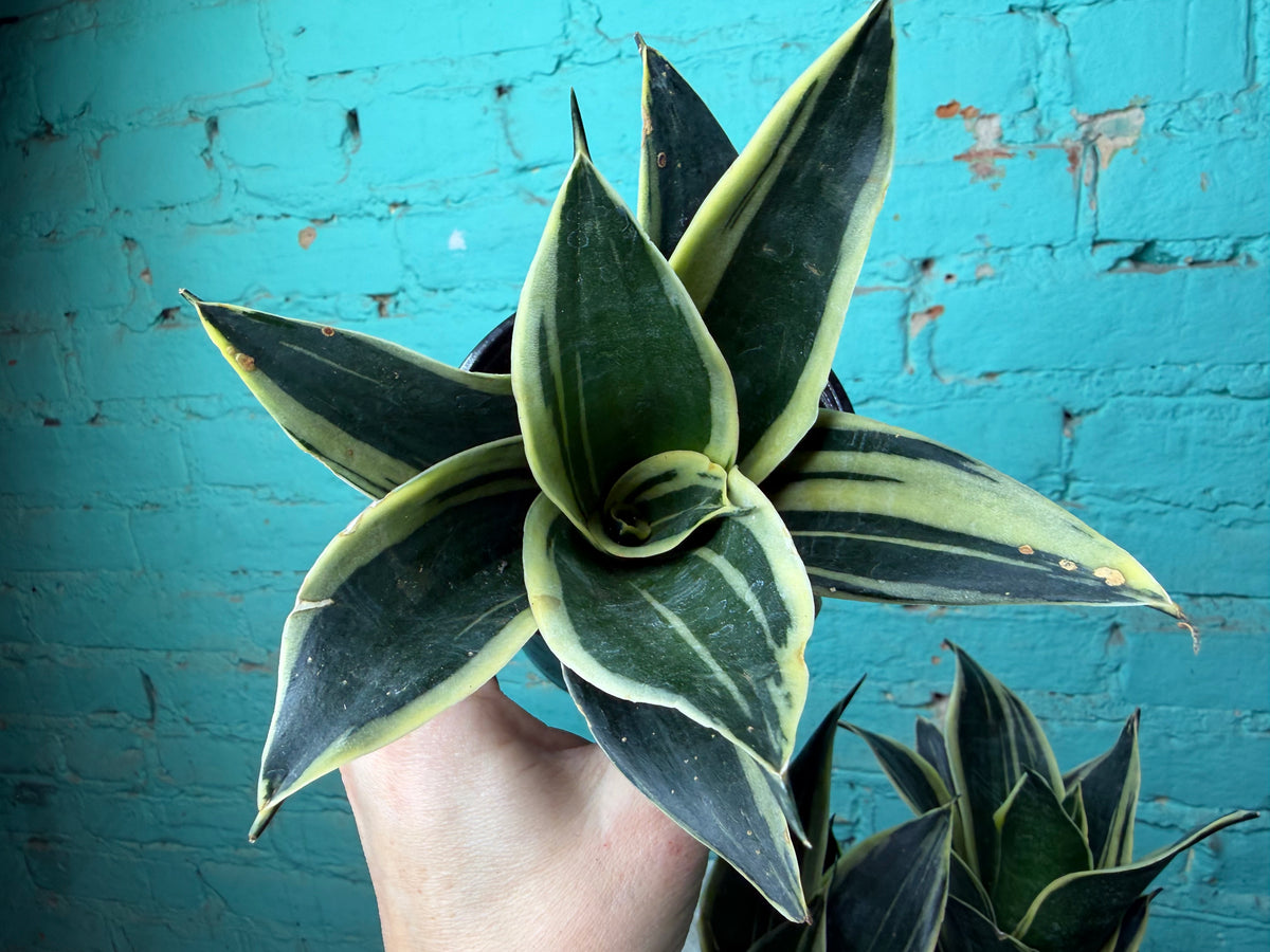 Sansevieria “Snake Plant” 4”