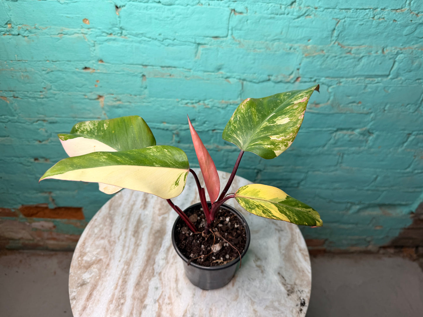 Philodendron-Strawberry Milkshake 4”