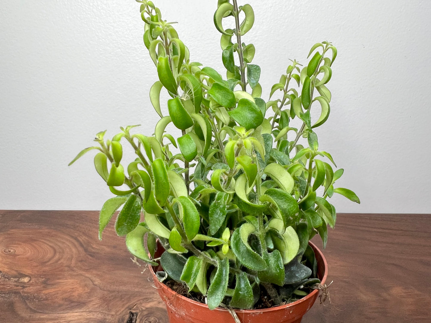 Lipstick plant-curly