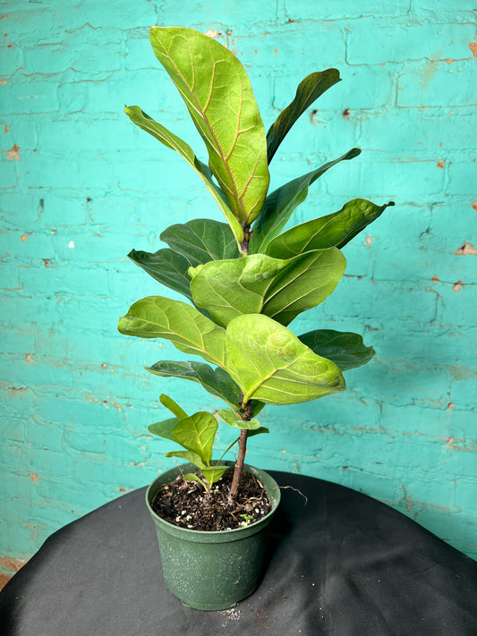 Fiddle fig 6”