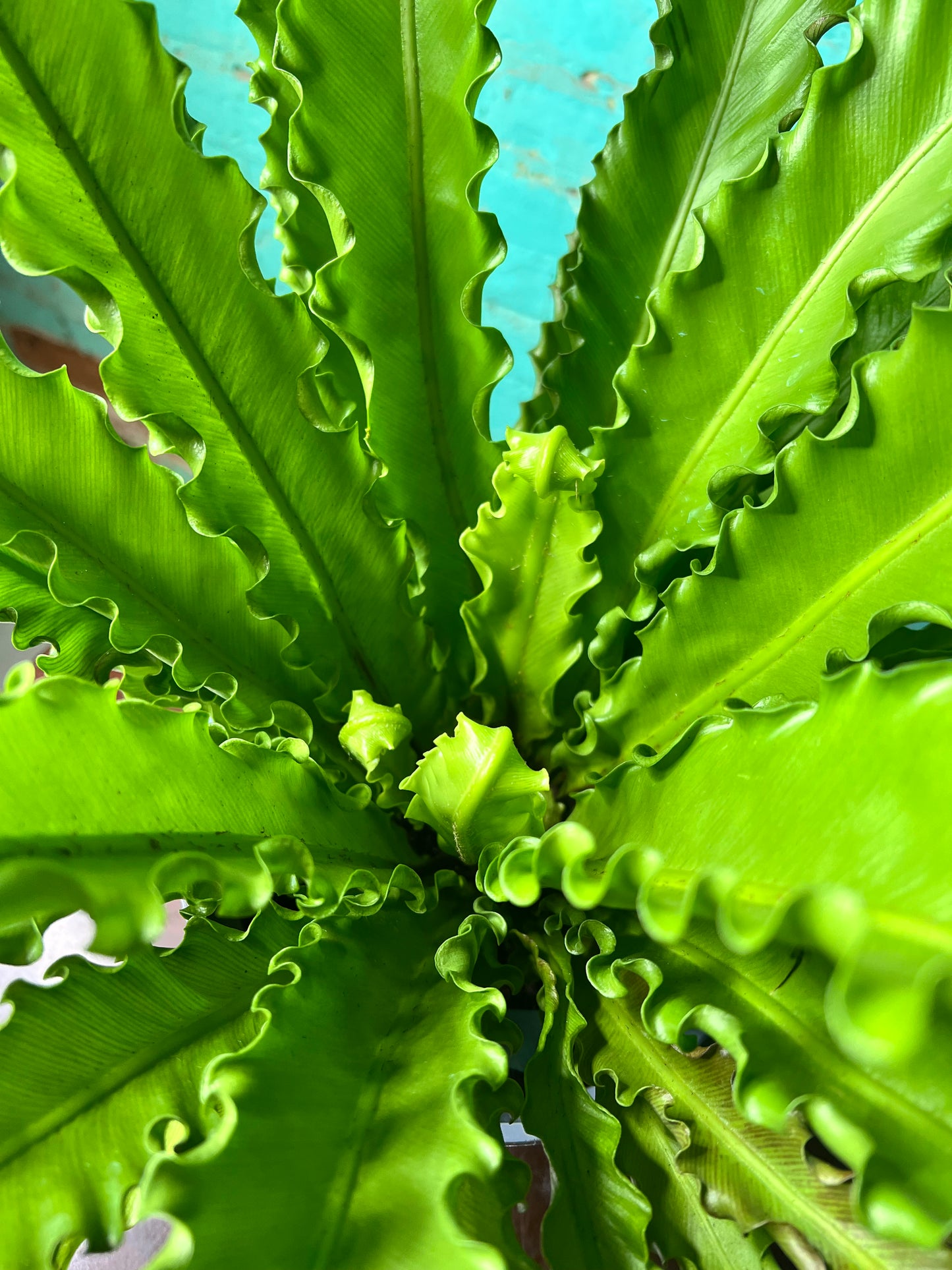 Bird’s Nest Fern curly 8”