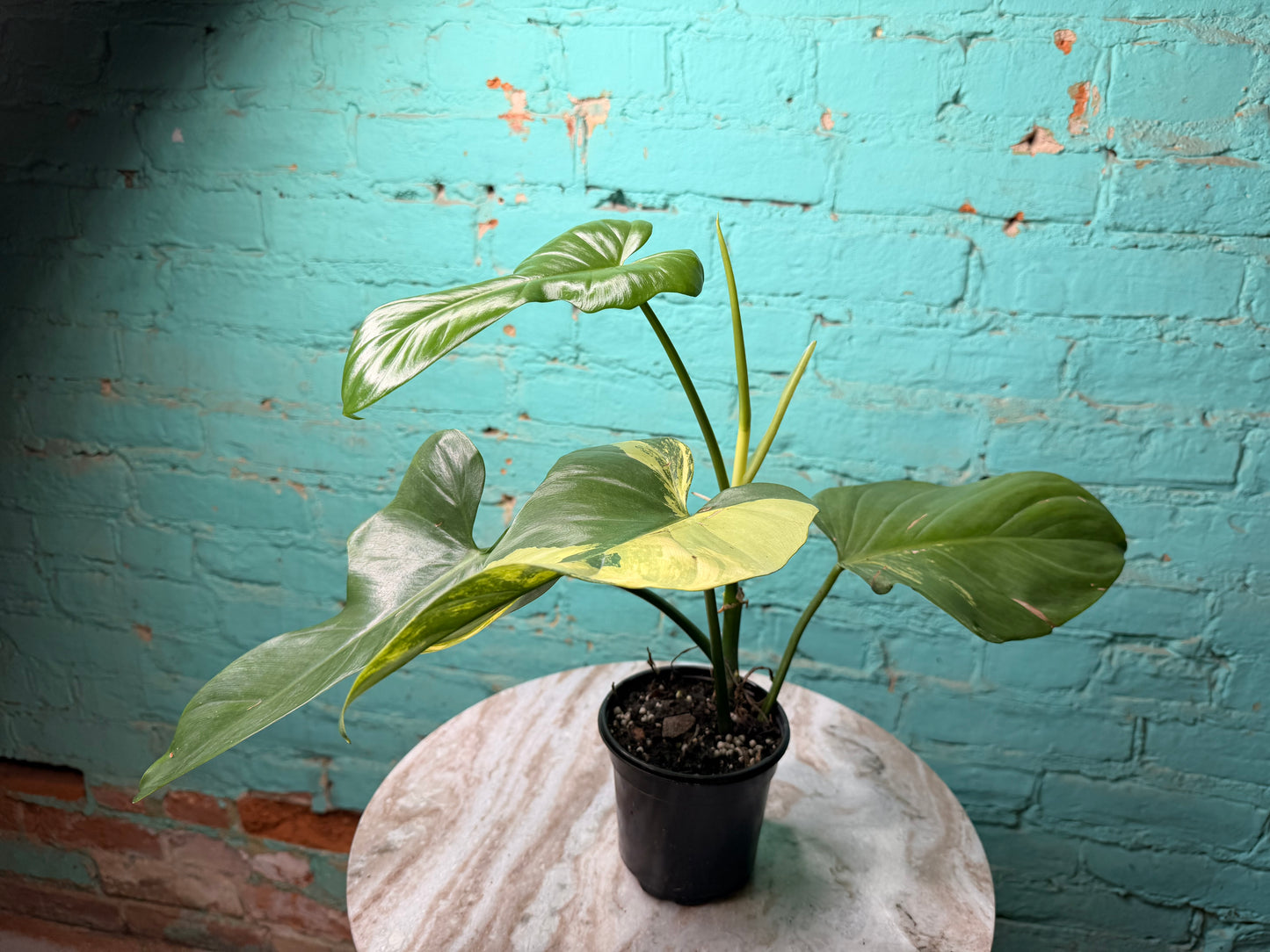 Philodendron Violin Variegated 4”