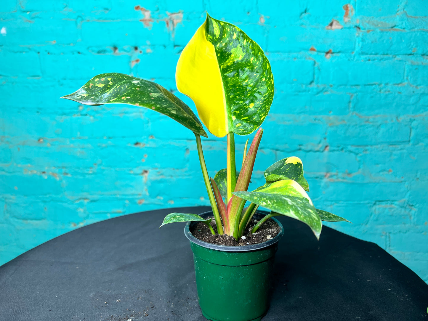 Philodendron Congo Nuclear Variegated