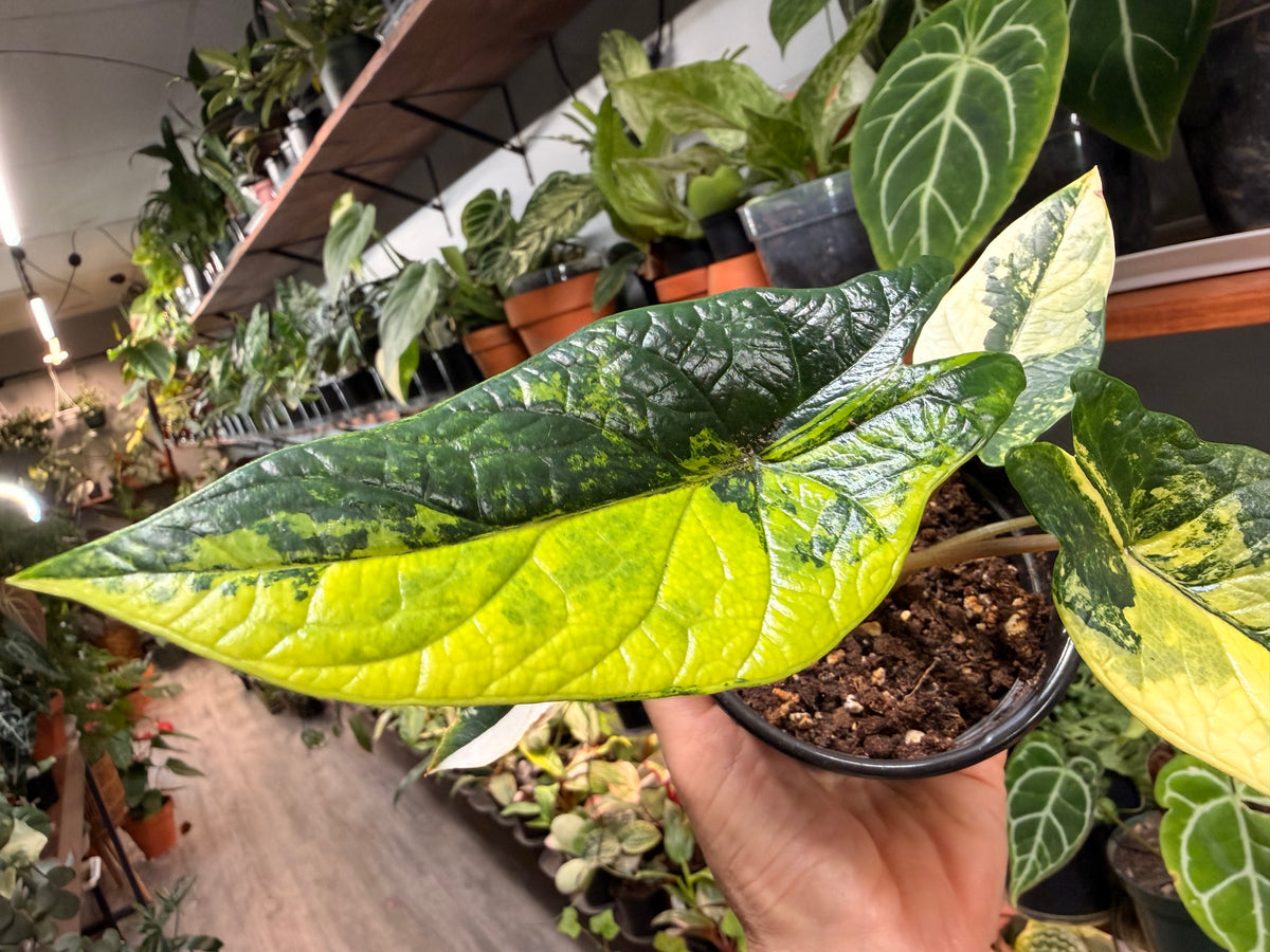 Alocasia Scalprum Aurea 4”