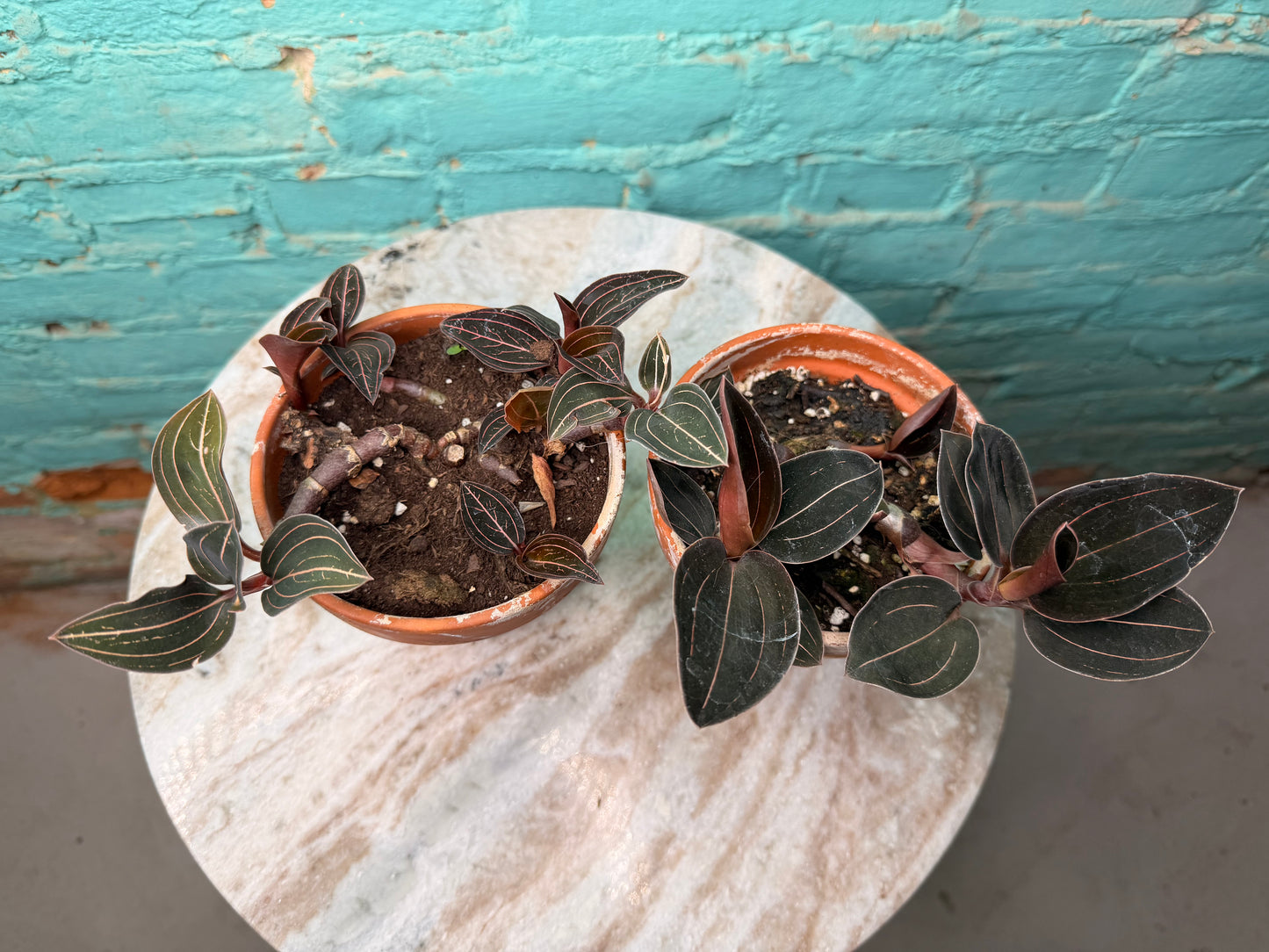 Jewel Orchid Ludisia discolor 4”