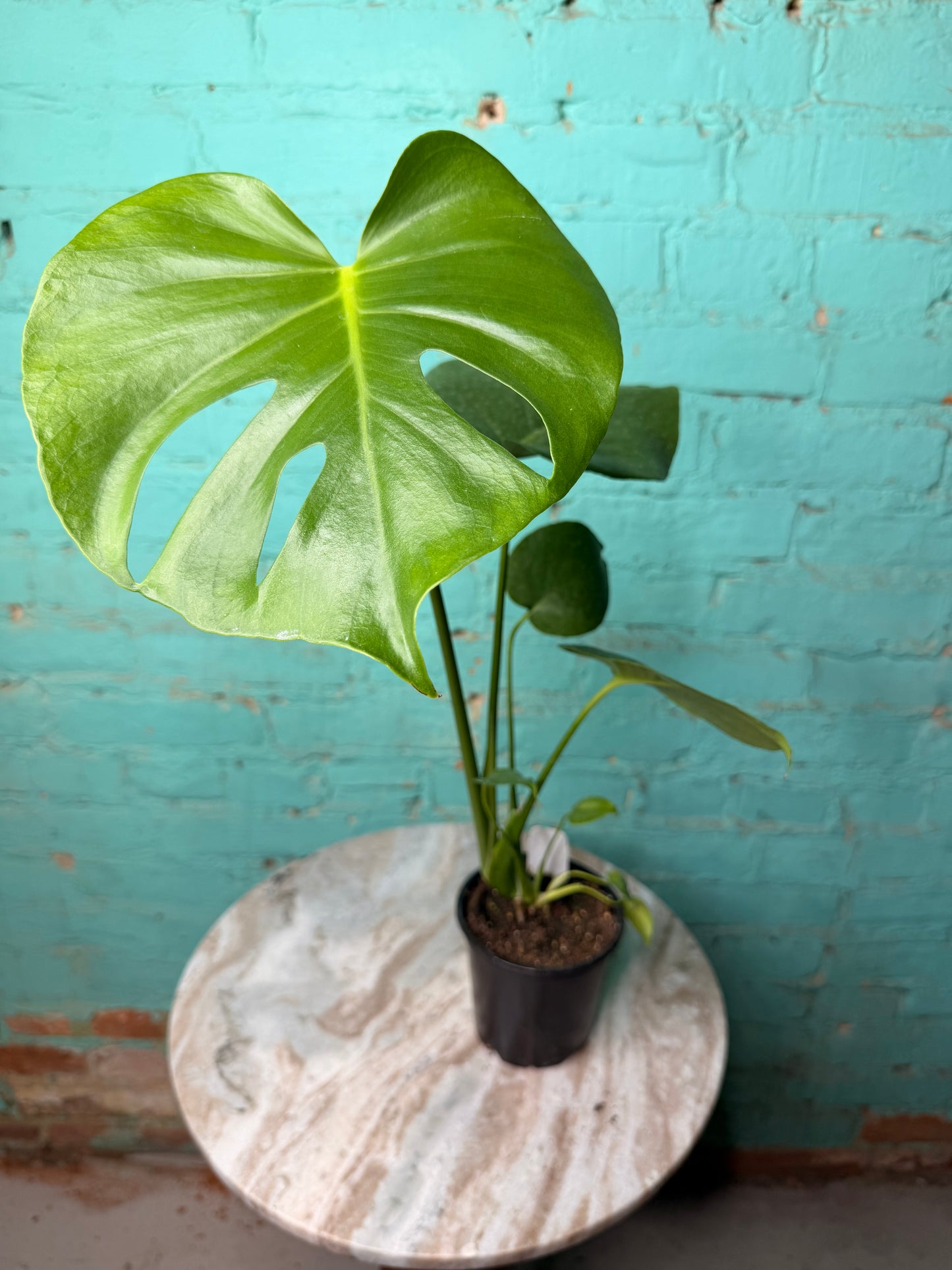 Monstera Deliciosa 4”