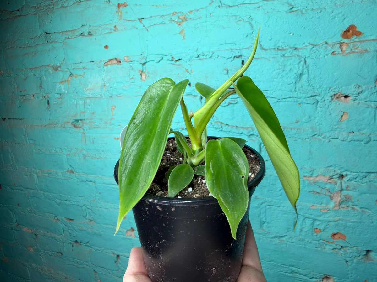 Philodendron Florida Green
