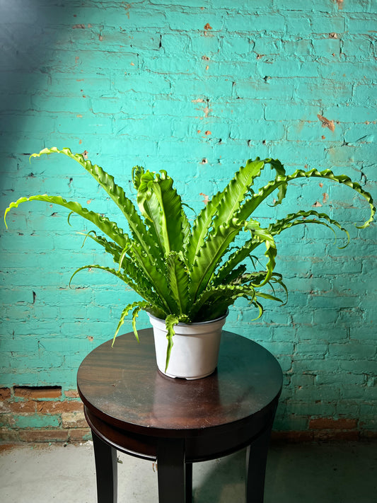 Bird’s Nest Fern curly 8”