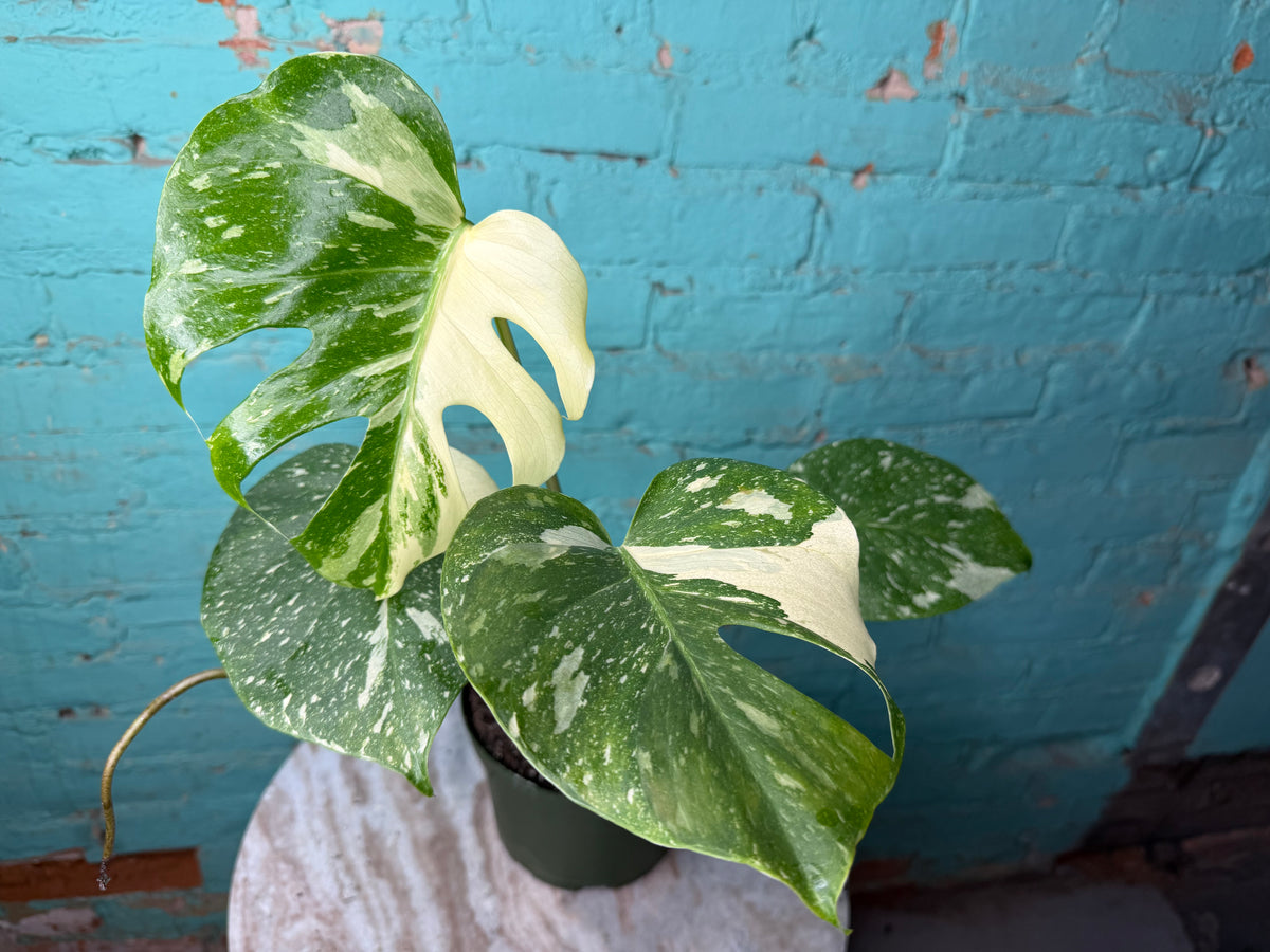 Monstera Thai constellation 4” repotted to 6”
