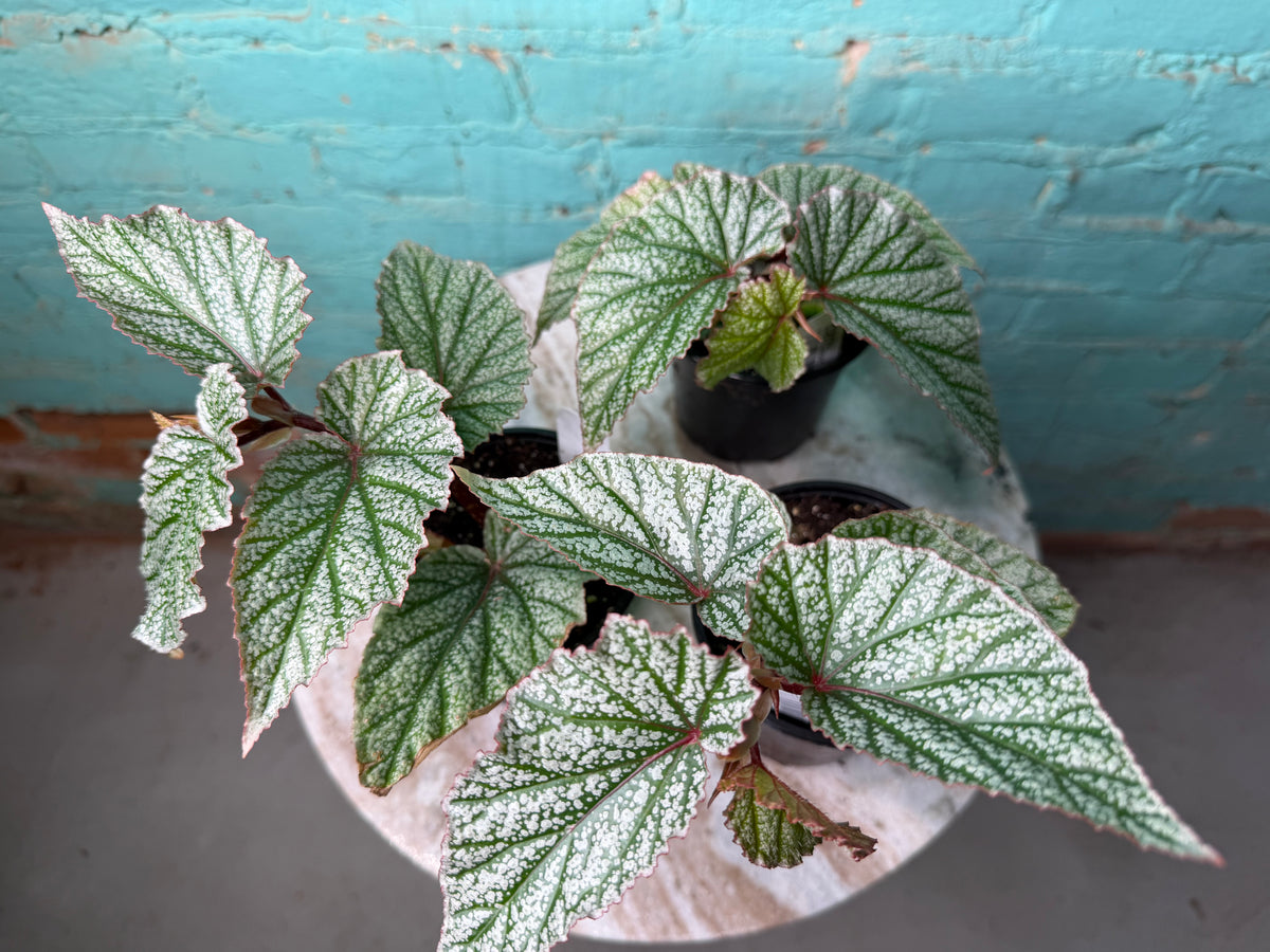 Begonia Snow Capped 4”