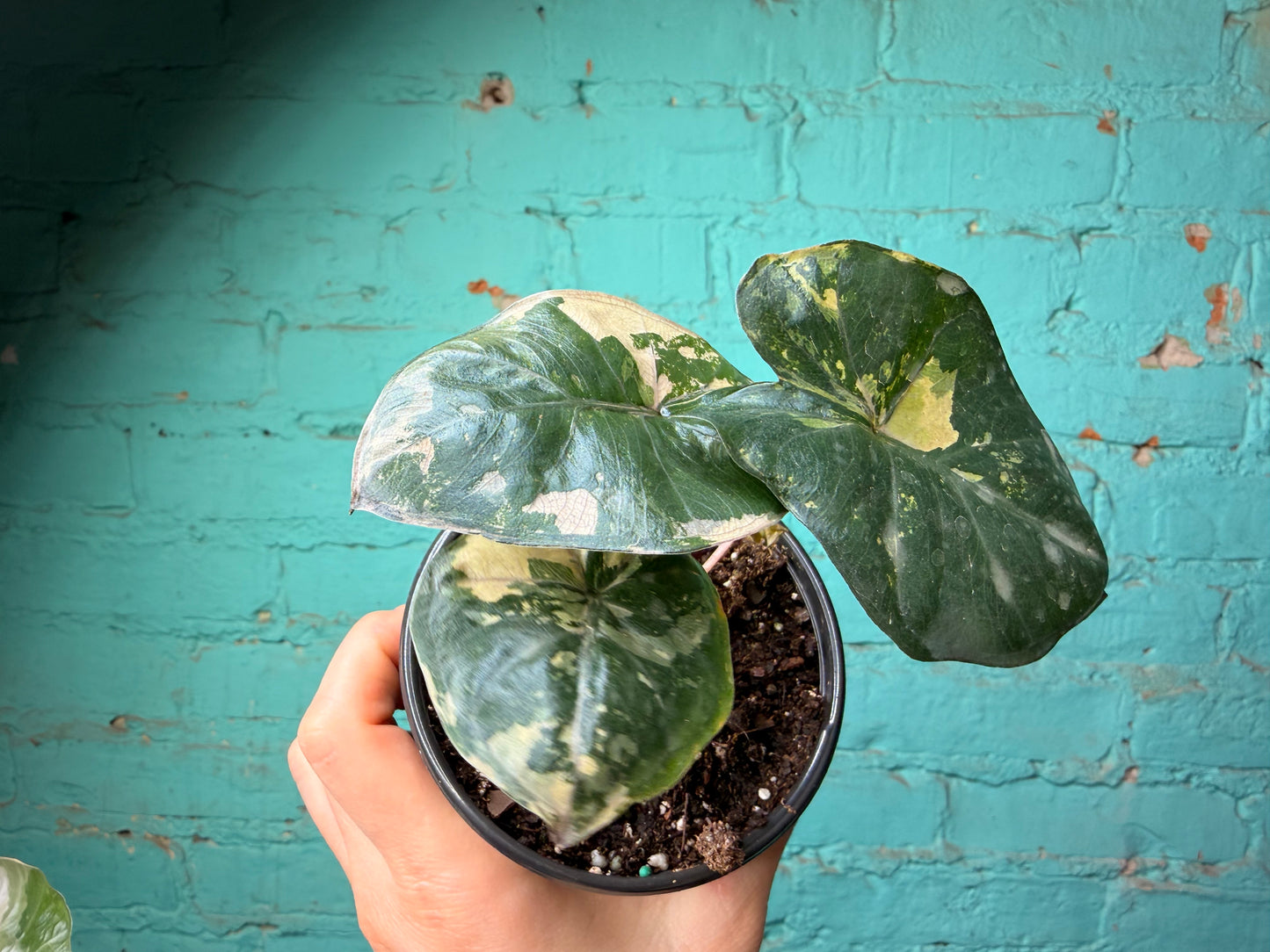Alocaisa Yucatán Princess Variegated Pink 4”