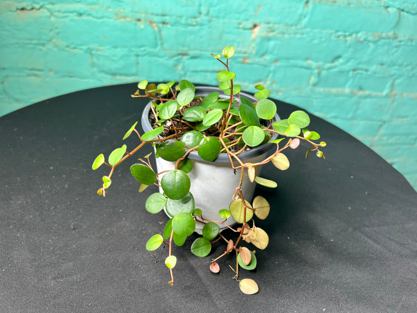 Peperomia- pepperspot