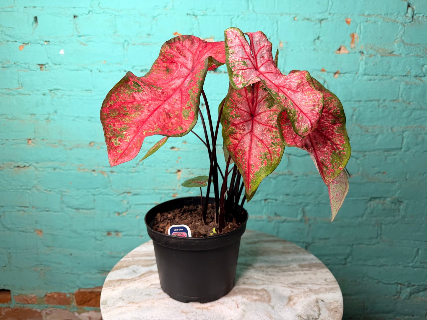 Caladium 6” ‘Lava Glow’