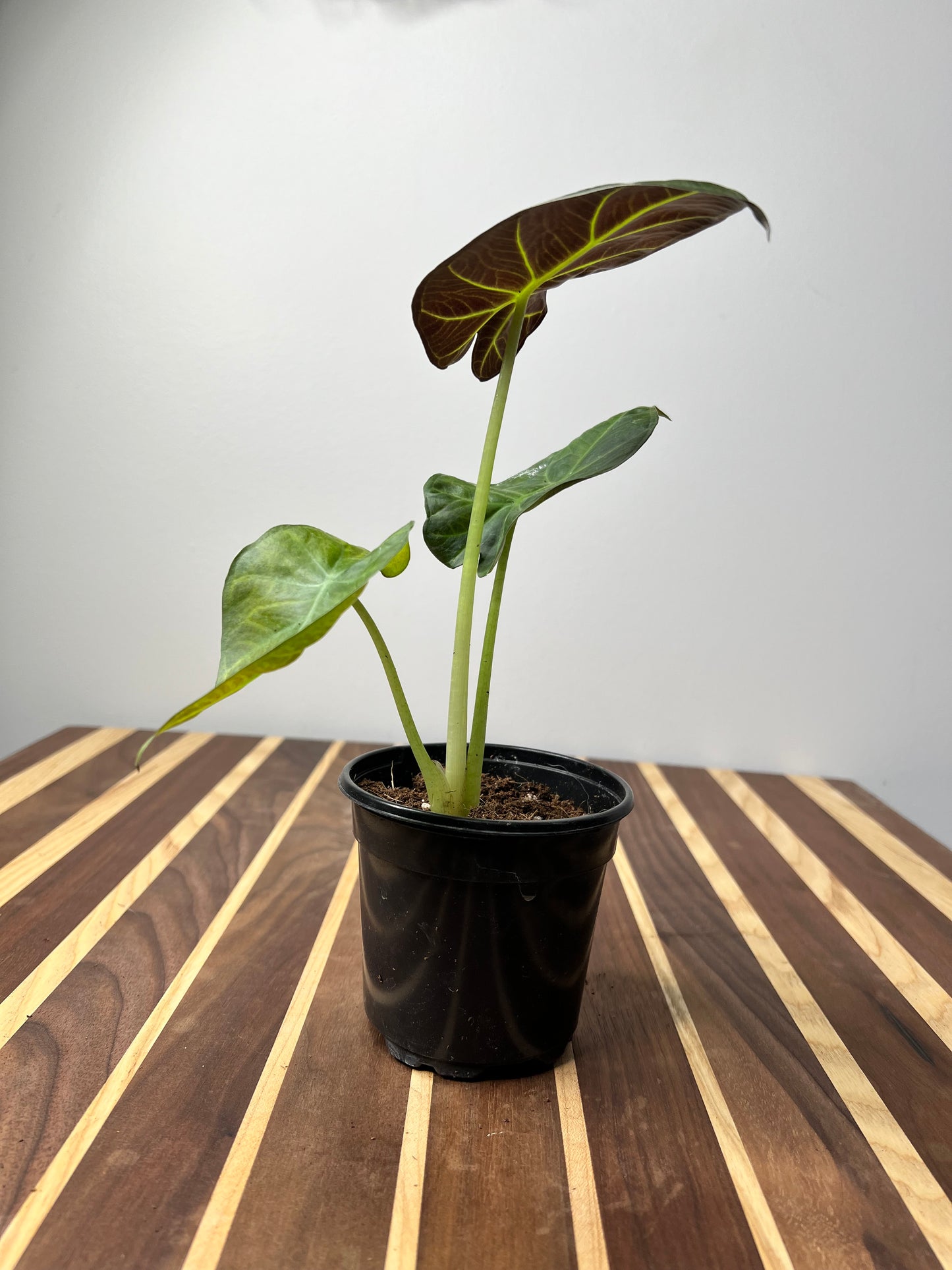 Alocasia Regal Shield