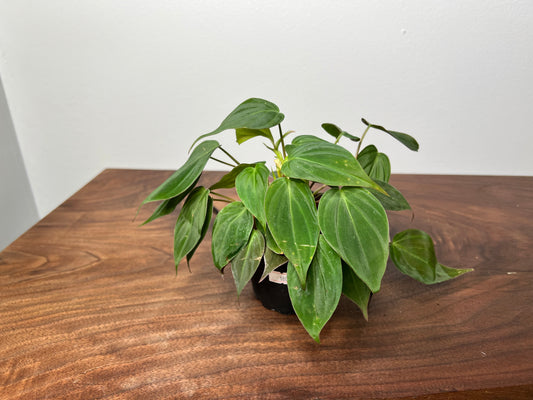 Philodendron Mican