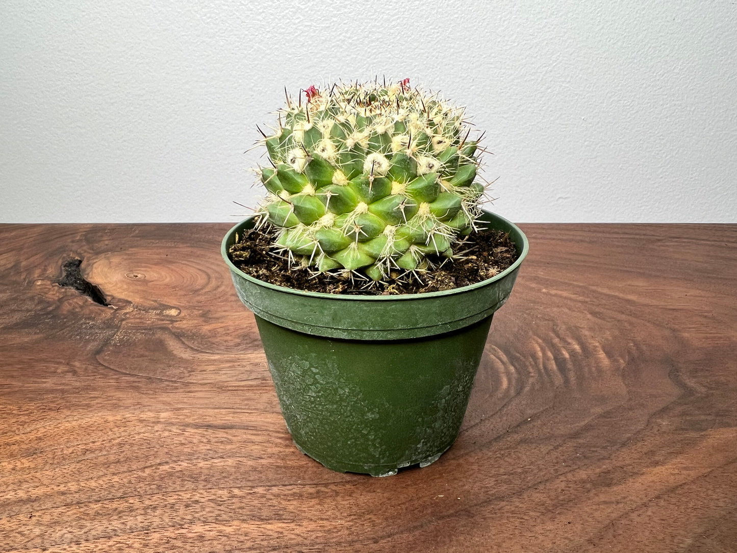 Barrel Cactus 4”