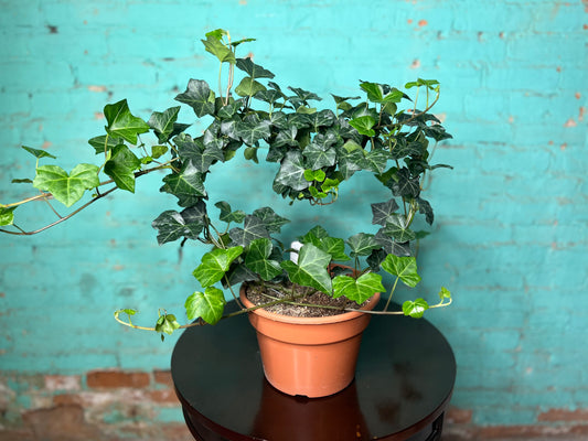 Ivy Topiary Heart 8”
