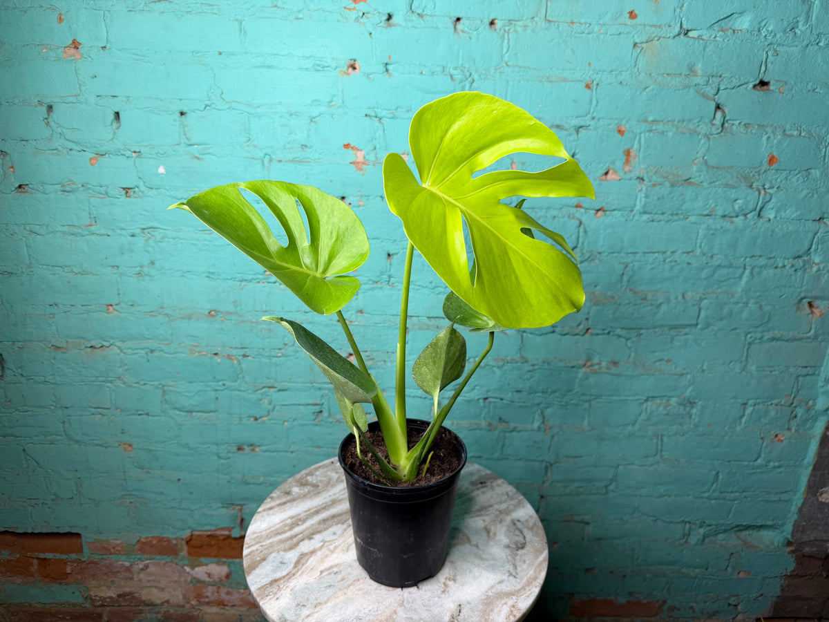 Monstera Deliciosa Golden Compacta 6”