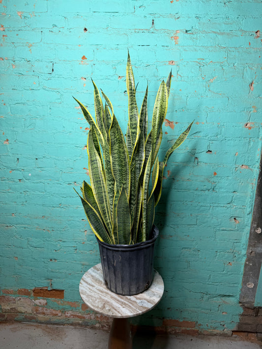 Snake plant ‘Laurentin’ 10” (39” Tall)