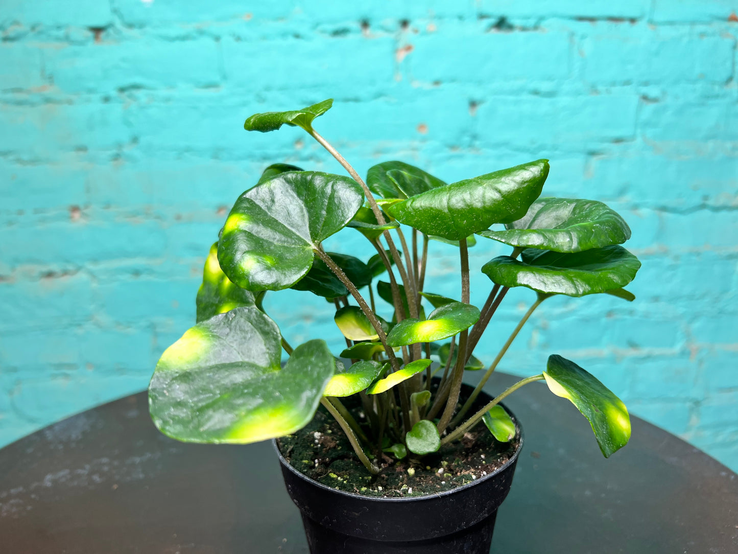 Farfuglum Firefly 4”