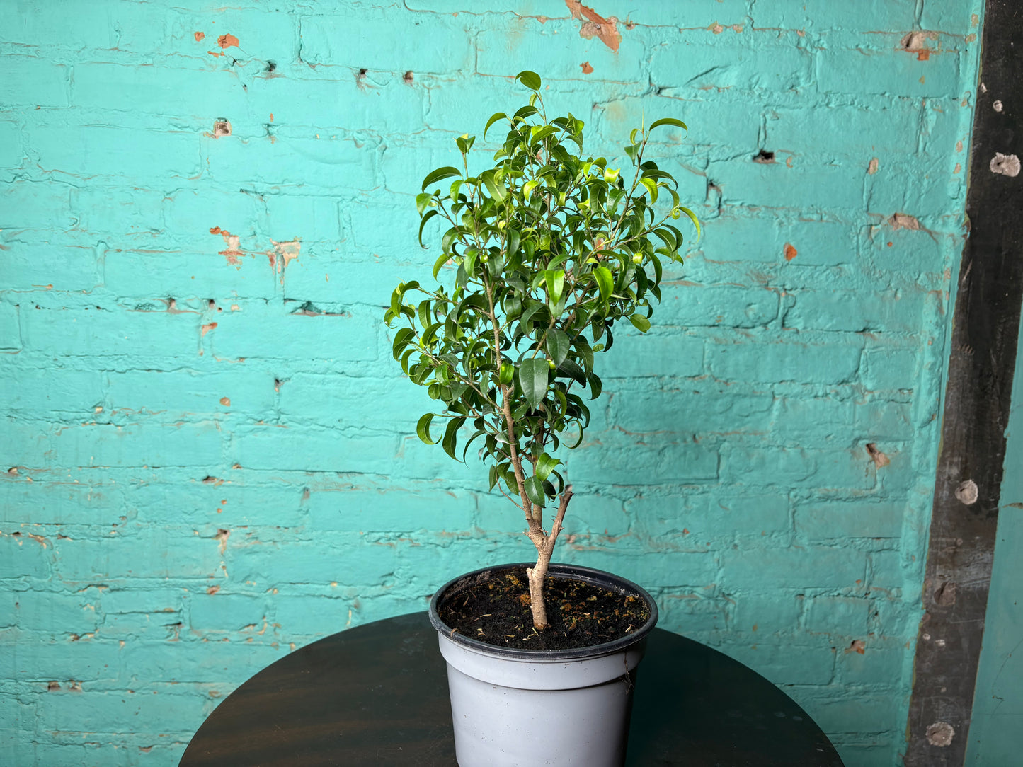 Benjamin Ficus Tree 6”