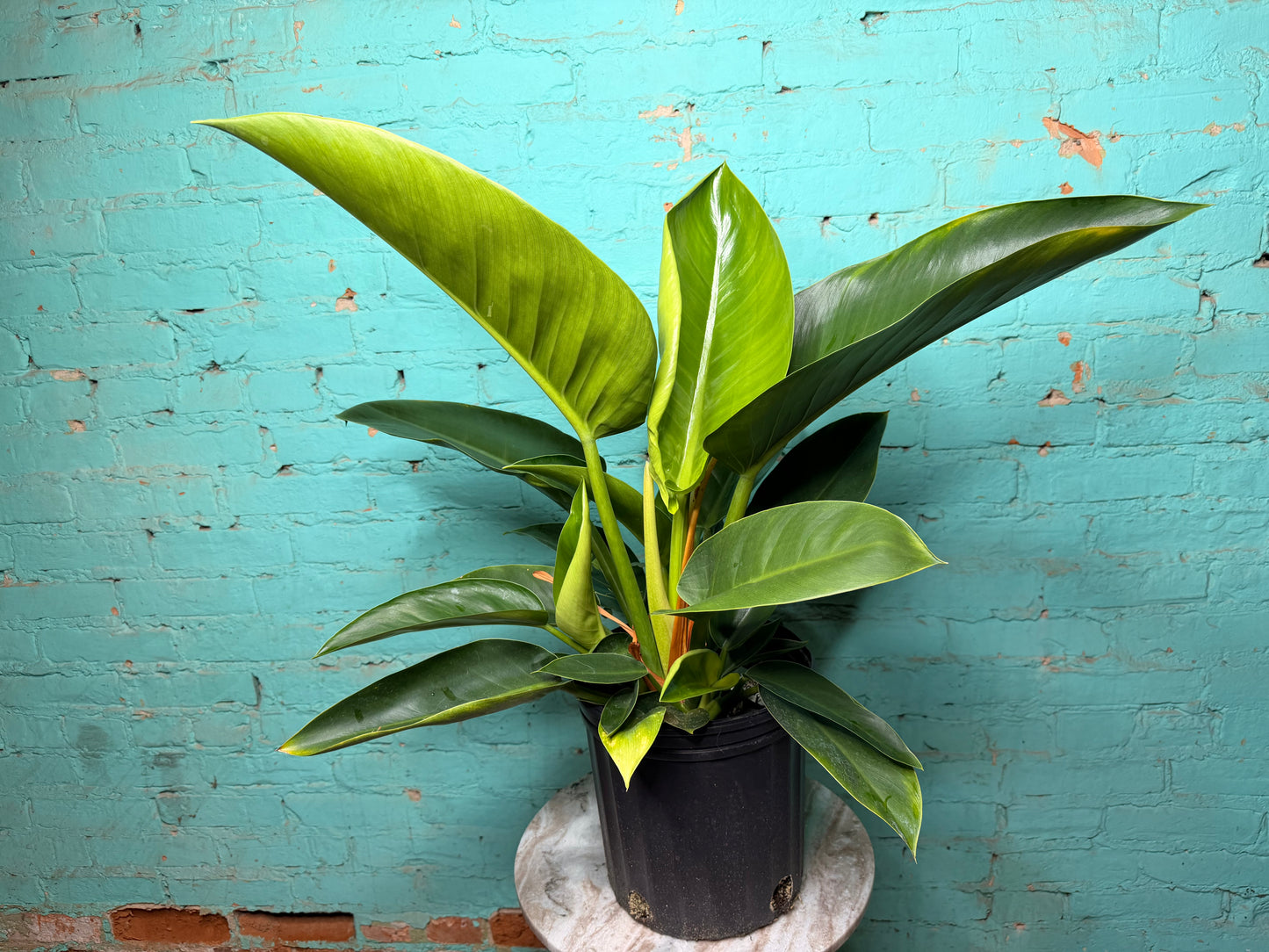 Philodendron Congo Thailand 10”