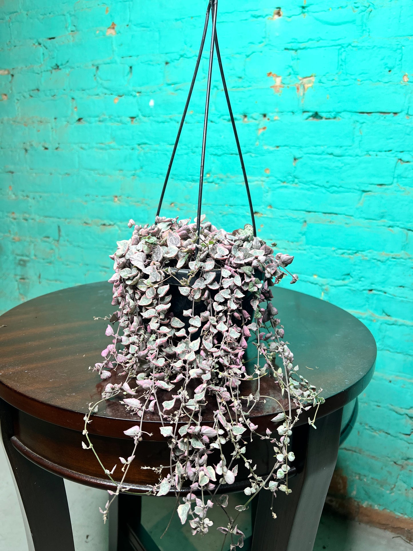 Variegated String of Hearts basket