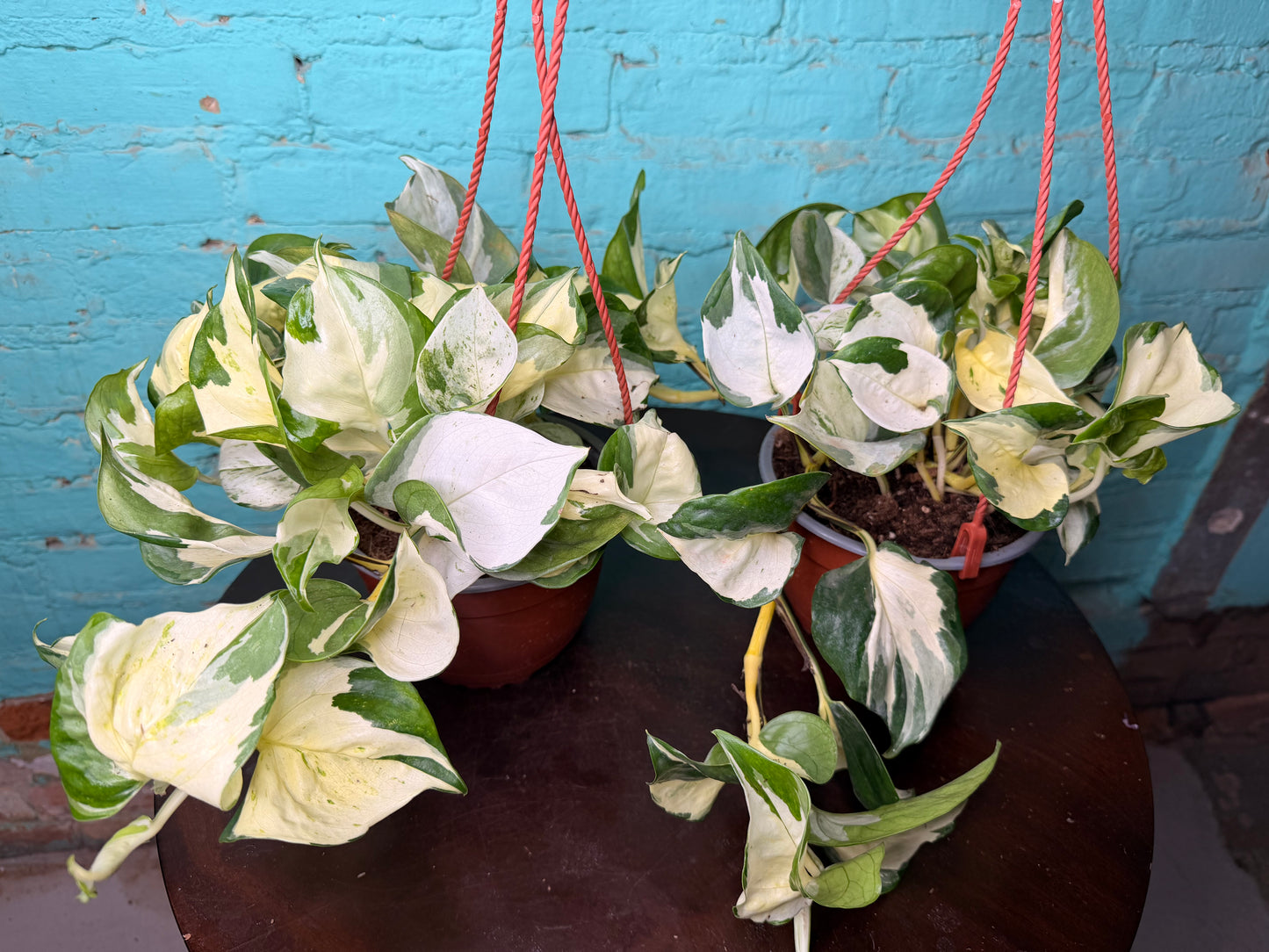 Pothos Ivory Night 6” Basket