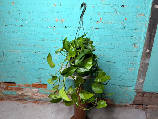 Pothos Jade 8” Basket